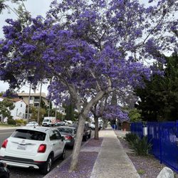 Self-Realization Fellowship – San Diego Temple