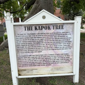The Kapok tree - Landmarks & Historical Buildings Near Me - Key West, Florida The Kapok tree - Landmarks & Historical Buildings Near Me - Key West, Florida