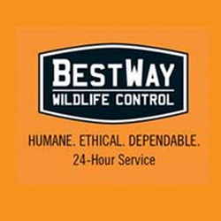 Bestway Wildlife Control