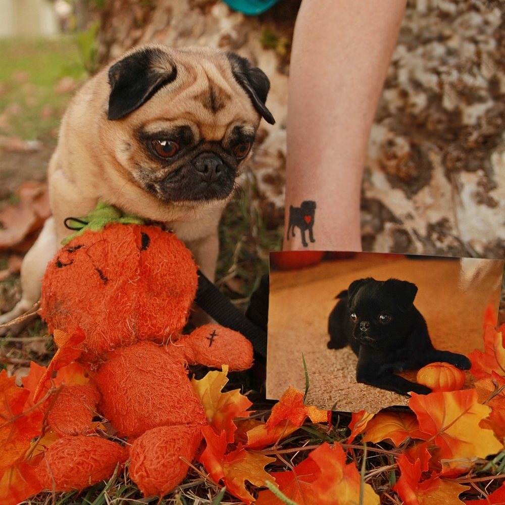 Be Here Now Pet Photography - Pet Photography Near Me Be Here Now Pet Photography - Pet Photography Near Me