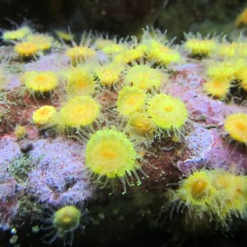 Seattle Aquarium - Aquariums Near Me - Seattle, Washington Seattle Aquarium - Aquariums Near Me - Seattle, Washington