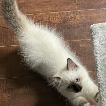 FairyTale Ragdoll by i-Angel - Dinah - Pet Breeders Near Me FairyTale Ragdoll by i-Angel - Dinah - Pet Breeders Near Me