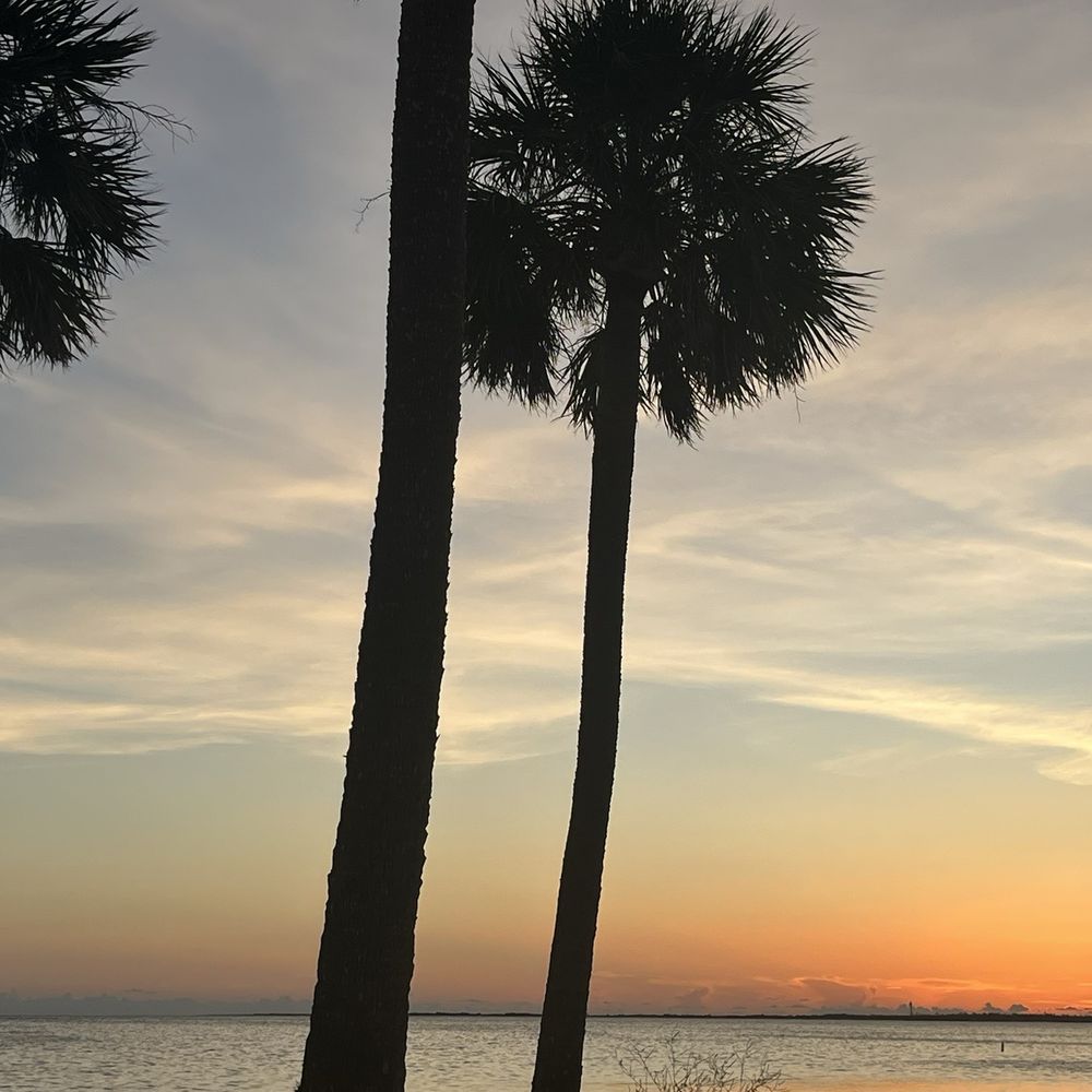 Fred Howard Park - The palms by the beach. - Parks Near Me - Tarpon Springs, Florida Fred Howard Park - The palms by the beach. - Parks Near Me - Tarpon Springs, Florida
