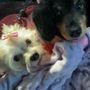 Best Friends Veterinary Care