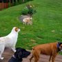 Happy Paws Dog Den