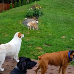 Happy Paws Dog Den