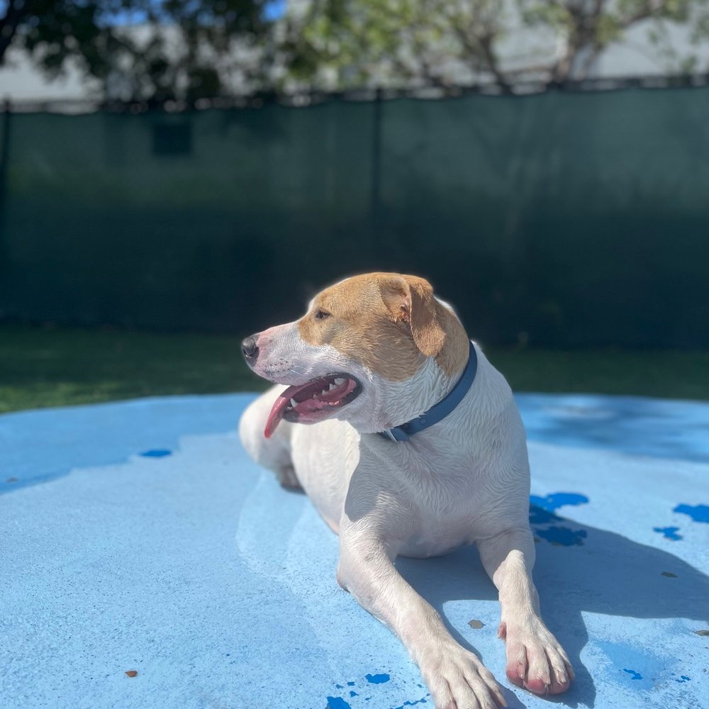 Barkyard n' Brews - Splash pad! - Dog Parks Near Me - Fort Lauderdale, Florida Barkyard n' Brews - Splash pad! - Dog Parks Near Me - Fort Lauderdale, Florida
