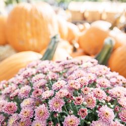 Green Acres Nursery & Supply