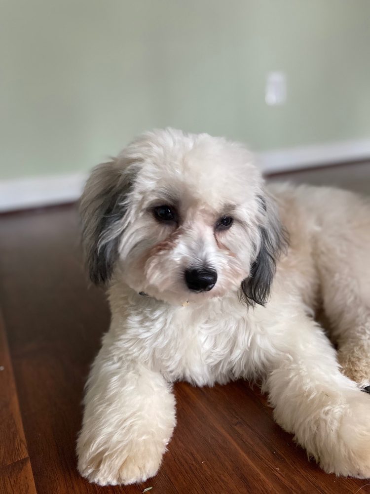 DOG A DO SALON 30 Photos & 71 Reviews 626 Grant St, Herndon