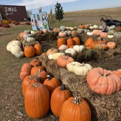 Pearson's Pumpkin Place