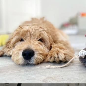 Mutty Paws - I love when guests come back!! We last saw Björn when he was a wiggly 5 months old! He is now a wiggly almost 7 months old! - Dog Walkers Near Me