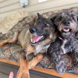 Colorado Animal Rescue - 2 brothers from another mother - former C.A.R.E. dogs found a loving home and each other. Thank you, C.A.R.E.!!