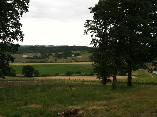 Johan Vineyards by null