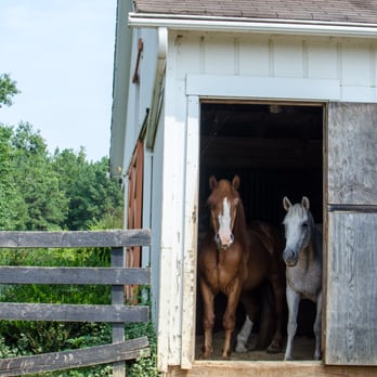 Cheesecake Farms - 2 of the 3 resident equines. - Bed & Breakfast Near Me - Sumerduck, Virginia Cheesecake Farms - 2 of the 3 resident equines. - Bed & Breakfast Near Me - Sumerduck, Virginia