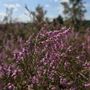 Photo of Fischbeker Heide