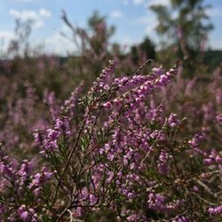 Fischbeker Heide