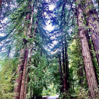 Pfeiffer Big Sur State Park - Campsite road. - Parks Near Me Pfeiffer Big Sur State Park - Campsite road. - Parks Near Me