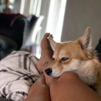 Paw Paradise Spa - My Koda is not easy to groom. They are so patient and amazing. I won't take her anywhere else! They are amazing! Best couple ever! - Pet Groomers Near Me - Omaha, Nebraska