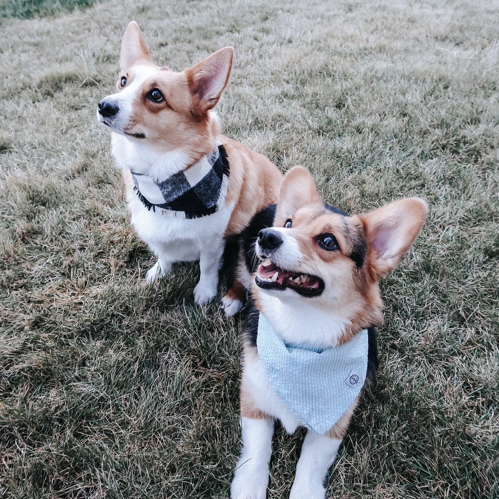 Bearclaw Boarding - pet boarding facility in Meridian, ID