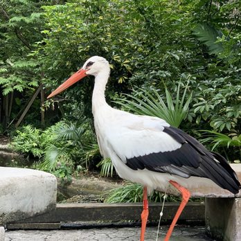 Zoo Miami - Funny bird - Zoos Near Me - Miami, Florida