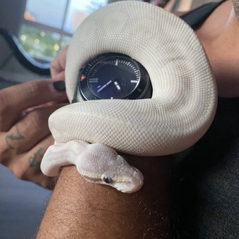 Super Pets - Lollipop ready to eat!! - Pet Stores Near Me - Orange, California
