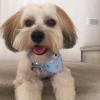 Diamond Bar Grooming - My little happy camper... Even more ready now to take on this heat wave. - Pet Groomers Near Me - Diamond Bar, California