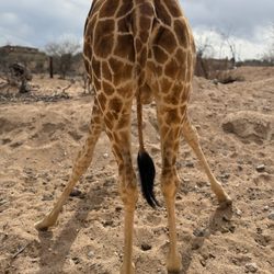 Out of Africa Wildlife Park