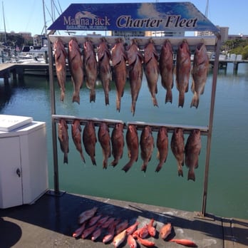 Charter Boat Shark - Lots of Grouper! - Fishing Near Me - Sarasota, Florida Charter Boat Shark - Lots of Grouper! - Fishing Near Me - Sarasota, Florida