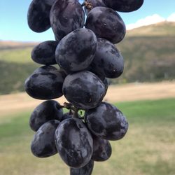 Waitiri Creek Wines