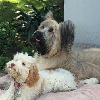 Dog Remedy Behavioral Training - Dog obedience - Pet Training Near Me Dog Remedy Behavioral Training - Dog obedience - Pet Training Near Me