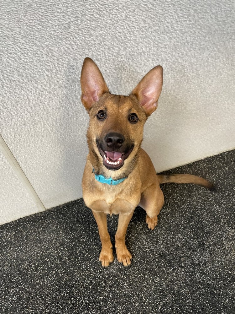 DOGTOPIA OF NORWALK Updated September 2024 20 Photos 30 Belden