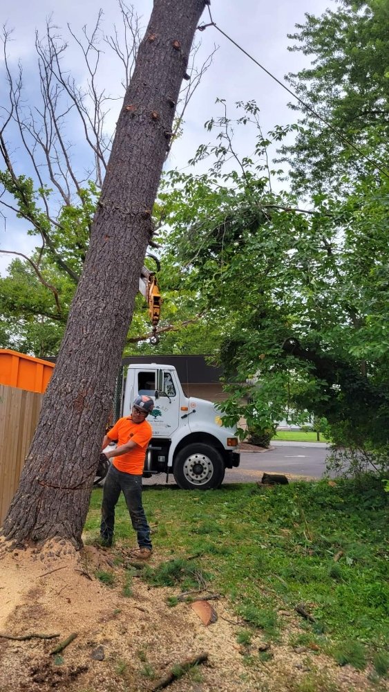 GUERRA’S TREE SERVICE - Updated May 2024 - Elizabeth, New Jersey - Tree ...