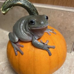 Blue eyed White's Tree Frog
