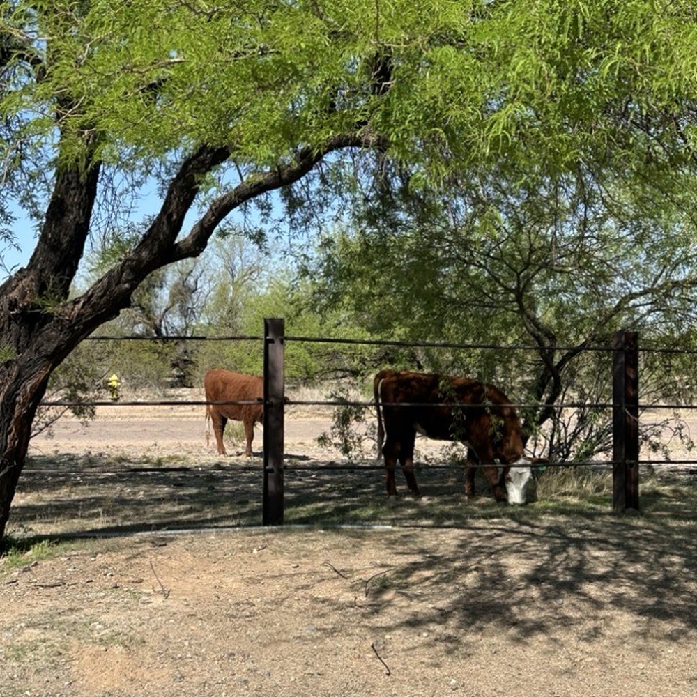 Eagle View RV Resort - Yes, those are real cows just walking down the street beyond our  campsite - RV Parks Near Me - Fort McDowell, Arizona