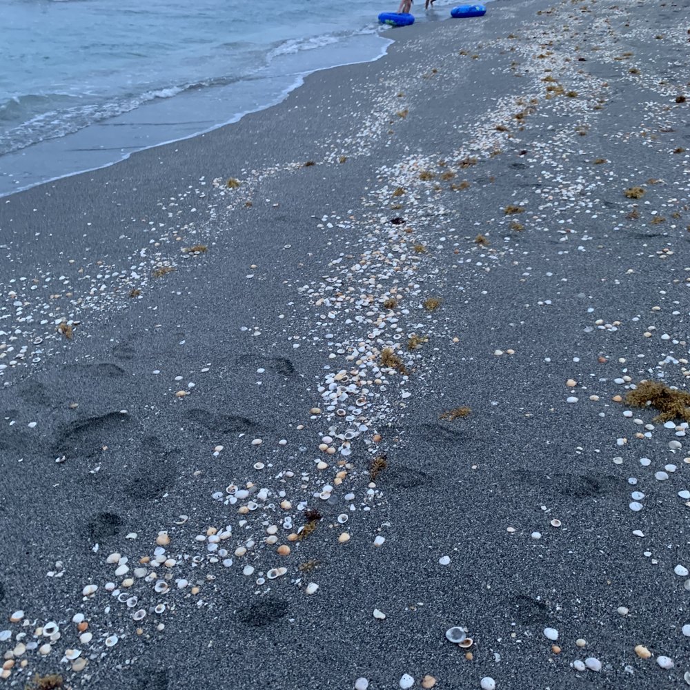 Singer Island Municipal Beach - so many shells - Beaches Near Me - Riviera Beach, Florida Singer Island Municipal Beach - so many shells - Beaches Near Me - Riviera Beach, Florida