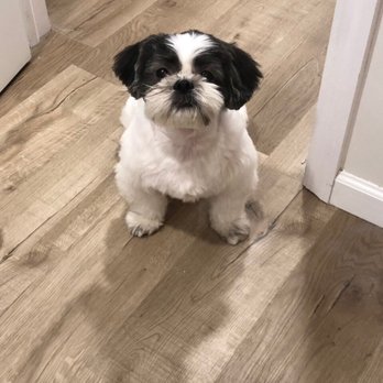 Vanity Pups - Fresh! - Pet Sitting Near Me - Bayside, New York