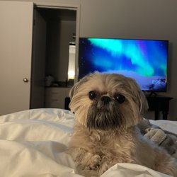 A Day of Doggie Beauty - Sebastian at home