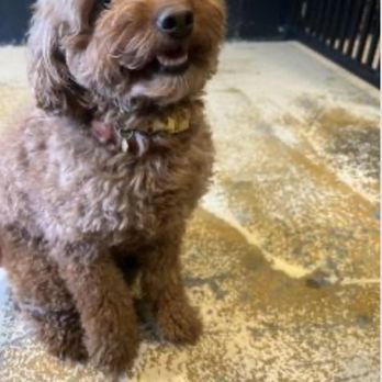 Adventure Pet Resort - Photo that they sent us - Pet Groomers Near Me - Las Vegas, Nevada Adventure Pet Resort - Photo that they sent us - Pet Groomers Near Me - Las Vegas, Nevada
