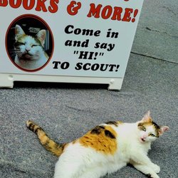 The Corner Store - Stop in and say "Hi!," to Scout, The Official Greeter & Boss of The Corner Store!
