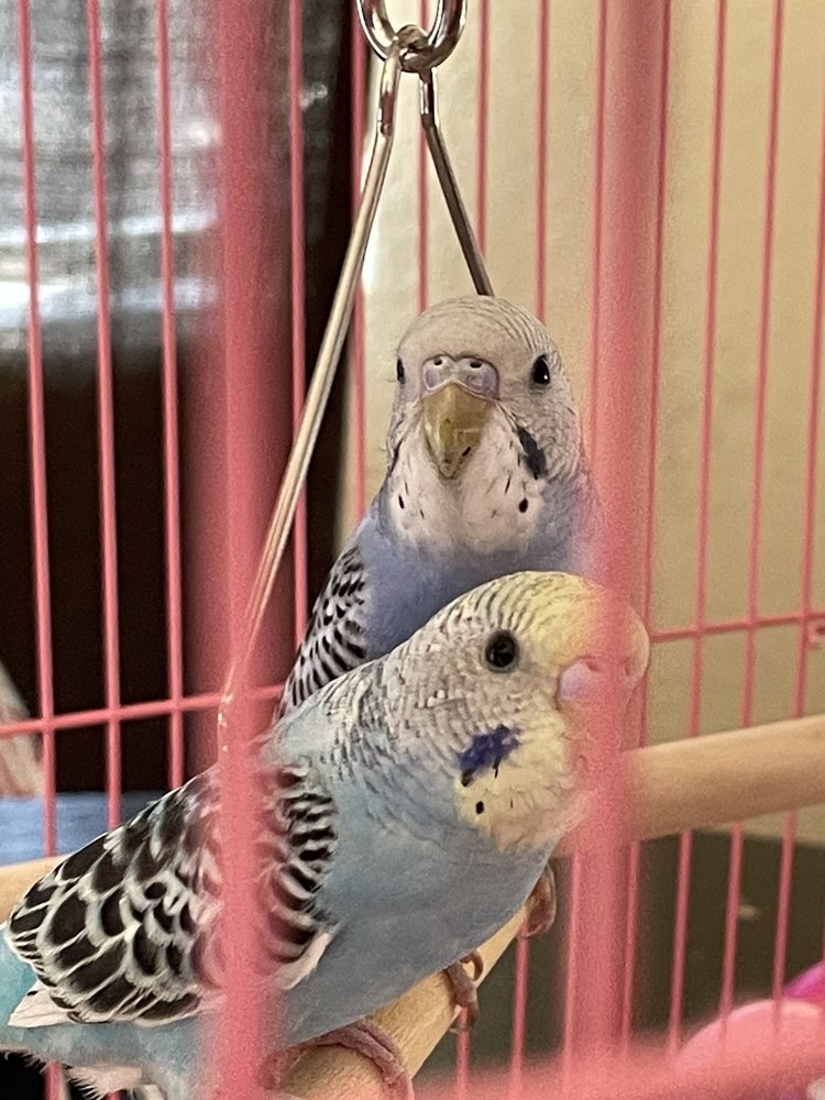 ELLIOTT’S PET EMPORIUM - Updated June 2025 - 50 Photos & 133 Reviews ...
