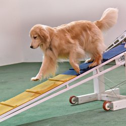 Cincinnati Canine Companion Center - Agility is so much fun!