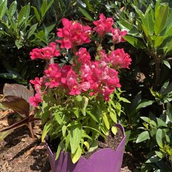 Plants and More