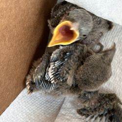 South Florida Wildlife Center - Baby birds found on the ground by my neighbor.