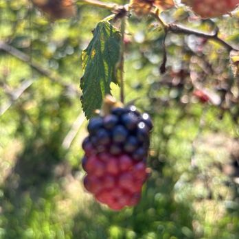 Legacy Valley NC - Ripping blackberries - Pick Your Own Farms Near Me - Candler, North Carolina Legacy Valley NC - Ripping blackberries - Pick Your Own Farms Near Me - Candler, North Carolina