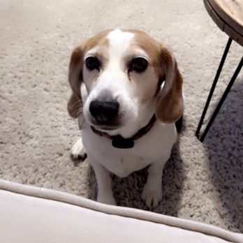 All About Restful Pets - Pet Hospice Near Me All About Restful Pets - Pet Hospice Near Me