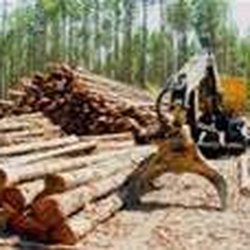 Williams Logging