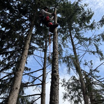 Rep Maintenance - Tree Services Near Me - Wadsworth, Ohio Rep Maintenance - Tree Services Near Me - Wadsworth, Ohio