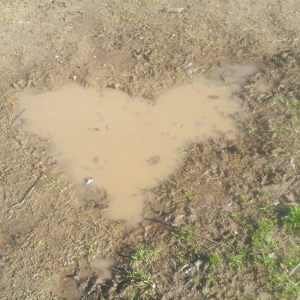 C-bar-C Park Dog Park - Dove flying or a heart!?! A puddle of love - Dog Parks Near Me - Citrus Heights, California C-bar-C Park Dog Park - Dove flying or a heart!?! A puddle of love - Dog Parks Near Me - Citrus Heights, California