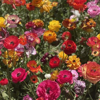 The Flower Fields - Ranuncula heaven! - Venues & Event Spaces Near Me - Carlsbad, California The Flower Fields - Ranuncula heaven! - Venues & Event Spaces Near Me - Carlsbad, California