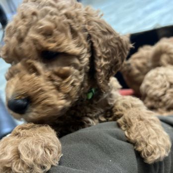 Alpine Veterinary Hospital - My puppy exam and 1st vaccination! - Veterinarians Near Me - Concord, California